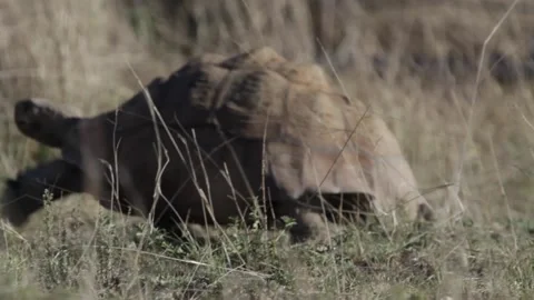 Turtle strolling through the arid lands of africa 스톡 동영상 150871526