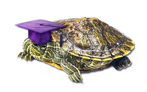 Turtle Student. Stock Photos