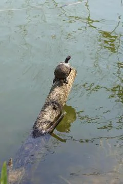 Turtle on stump Fotos Stock