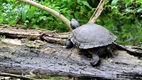 Turtle on a stump, red-cheeked turtle on a tree trunk Stock Footage 286721044