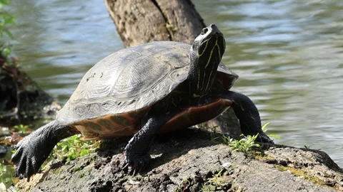 Turtle on a stump, red-cheeked turtle on a tree trunk Stock Footage 289117943