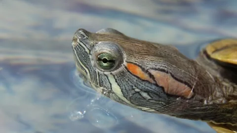 Turtle submerging beneath rippling blue water surface with disappearing head Stock Footage 312370204