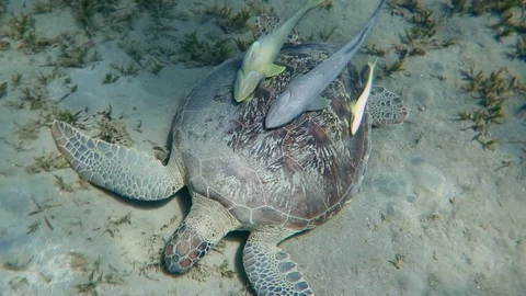 Turtle with suckerfishes Stock Footage 117226192