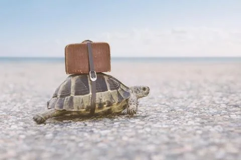 Turtle with suitcase. Stock Photos