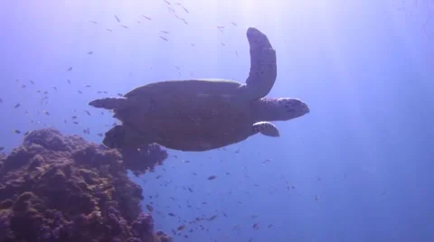 Turtle with sun in the background Stock Footage 22308961