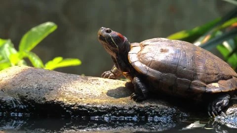 Turtle sunbath next to the pond and then back to water 스톡 동영상 252751178