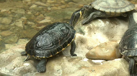 Turtle sunbath on rocks Video stock 602781
