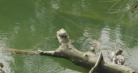 Turtle Sunbathing on Fallen Log Over Green River Video stock 332691218
