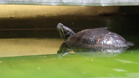 Turtle sunbathing Stock Footage 211088646