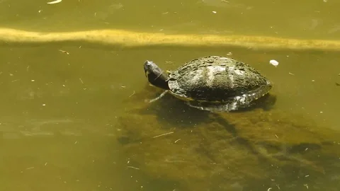 Turtle sunbathing with Koi fishes (Japan... | Stock Video | Pond5