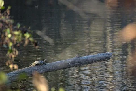 Turtle Sunbathing On A Log Stockfoto's