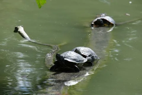 Turtle sunbathing on a log. Stock Photos