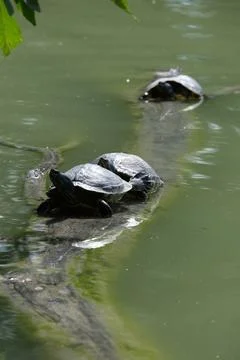 Turtle sunbathing on a log. Stock Photos