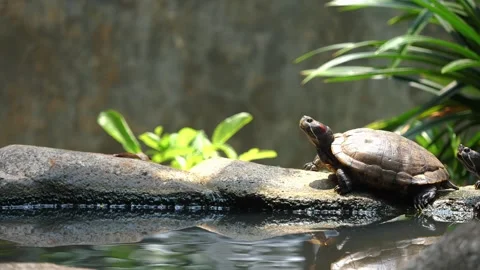 Turtle sunbathing near the pond 스톡 동영상 251263537