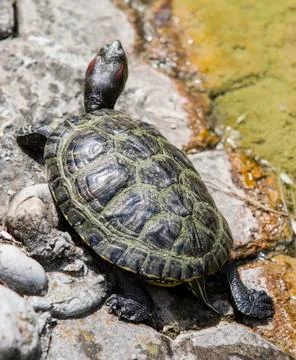 Turtle sunbathing Stock Photos