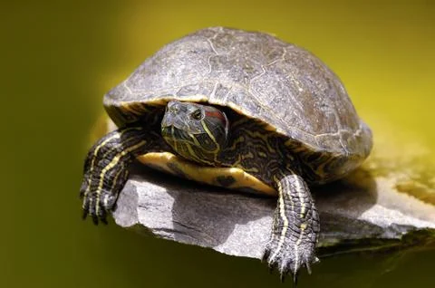 Turtle is sunbathing Stock Photos