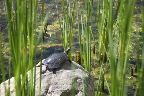 Turtle sunbathing on a pond Stock Photos