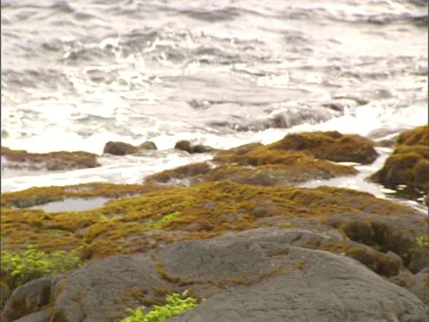 Turtle Sunbathing at Punalu'u Stock-Footage 22243218