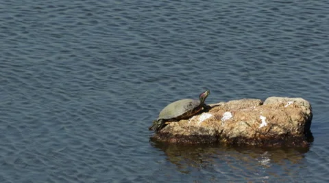 Turtle Sunbathing on a Rock Stock Footage 61335491
