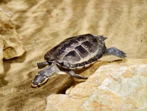 Turtle sunbathing scene. Shell texture with calm ripples. Natural habitat f.. Foto stock