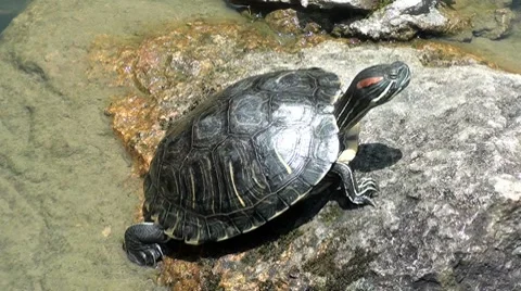 A turtle sunbathing on a a stone Stock Footage 8522540