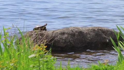 Turtle sunning itself on a rock against blue water Video stock 114585481