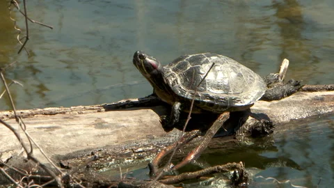 Turtle Sunning on a Log 1080P 23.98 Stock Footage 133452095