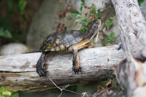 Turtle suns itself on a log Stock Photos