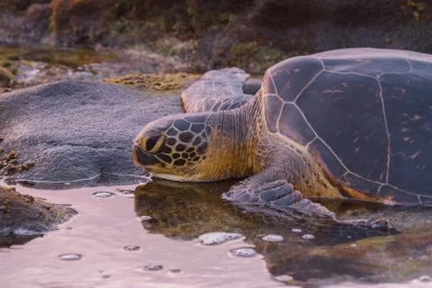 Turtle sunset Stock Photos