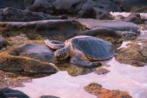 Turtle sunset Stock Photos