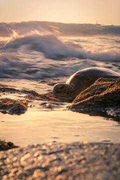 Turtle sunset Stock Photos