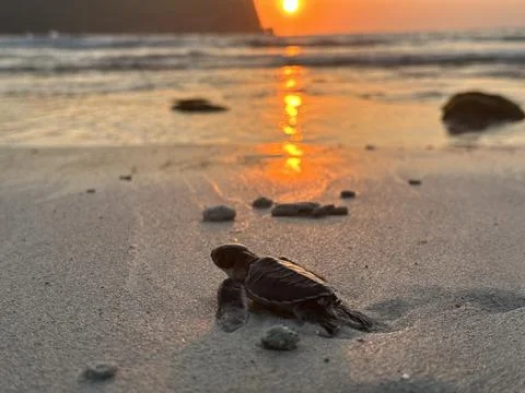 Turtle sunset Stock Photos
