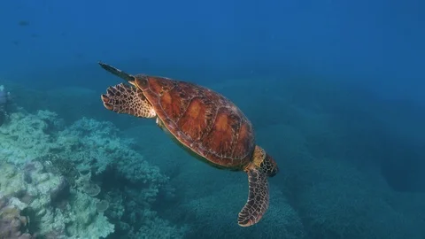 Turtle at the surface breathing, then diving down to the reef 動画素材 116730231