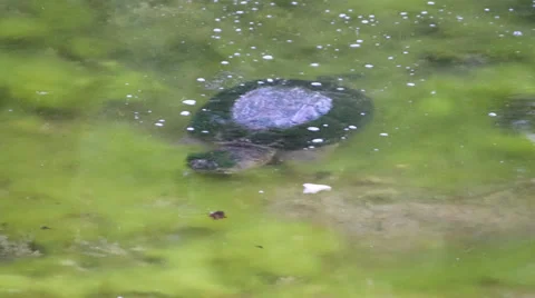 Turtle on surface 스톡 동영상 65526248