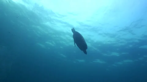 Turtle at surface of sea breathing 動画素材 33070446