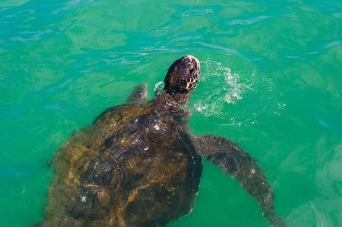 Turtle on the surface of the water Stock Photos