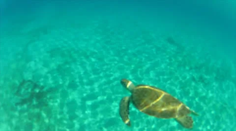 Turtle surfaces and chase cam b 60% Video stock 24594023