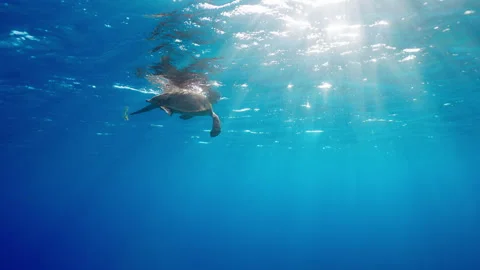 Turtle Surfacing Stock Footage 339793417