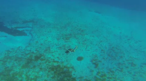 Turtle surfacing near boat Stock Footage 42440238