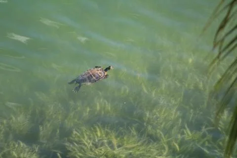 Turtle Surfacing in a Pond Stock Photos