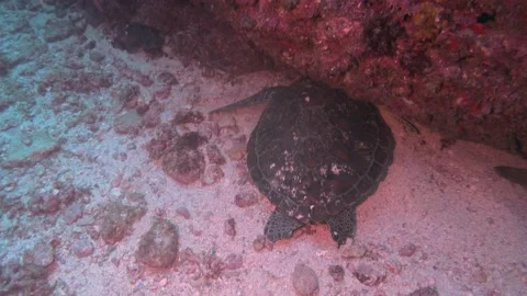 Turtle Surprise Video stock 150471833