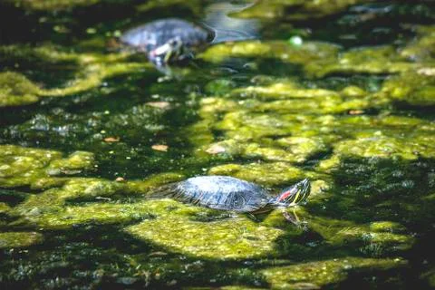Turtle in a swamp with green algae Stock Photos