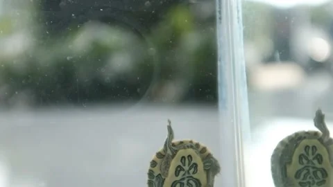 Turtle Swim Up Stock Footage 202135091