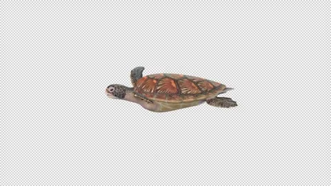 Turtle swim idle Stock Footage 321641450