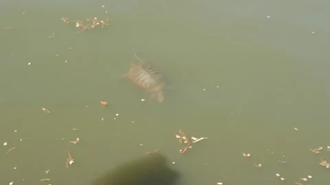 Turtle swim in NYC Central park Stock Footage 162952182