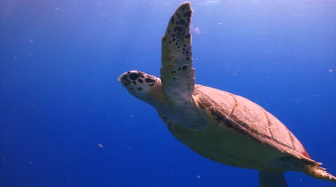 Turtle swim open ocean marine life Vidéo 1064947