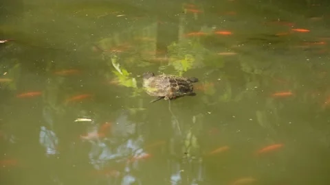 Turtle swim pond. Stock Footage 195215084
