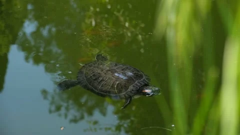 Turtle swim pond. Stock Footage 196860312