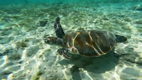 A turtle swim in the sea Stock Footage 248909744