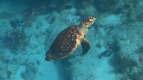 Turtle swim to surface Stock Footage 661314